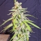 Auto Super Watermelon